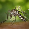厄介なヤブ蚊やマダニ、ブユなどに、アウトドア虫除け対策グッズ