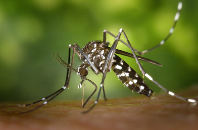 厄介なヤブ蚊やマダニ ブユなどに アウトドア虫除け対策グッズ